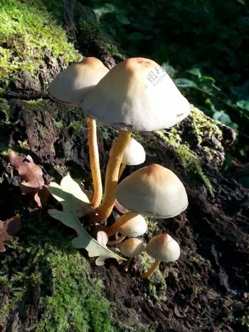 秋季小蘑菇