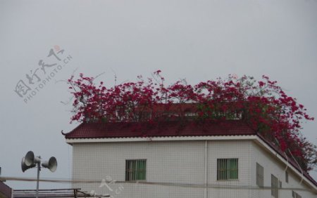 屋顶花园