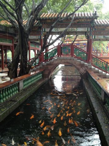 中国古典园林池塘鲤鱼
