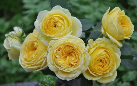娇嫩的黄色玫瑰