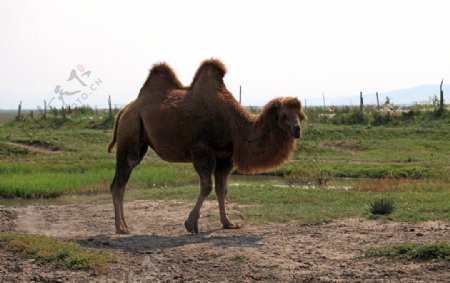 草原骆驼