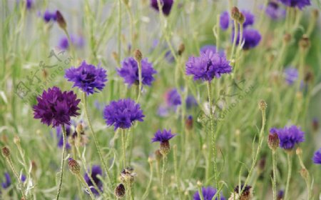 草丛中蓝紫色花朵