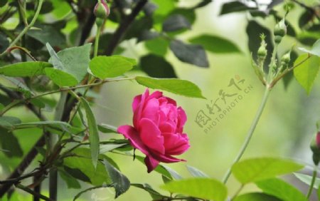 高清玫瑰花月季花