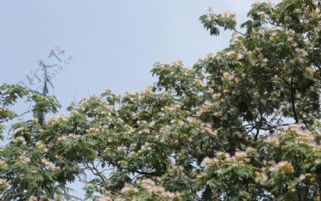 芙蓉花树