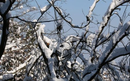 树林白雪