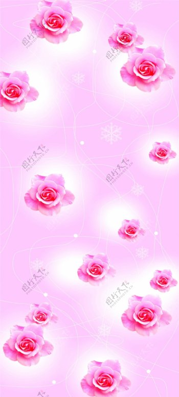 粉玫瑰花朵粉色背景