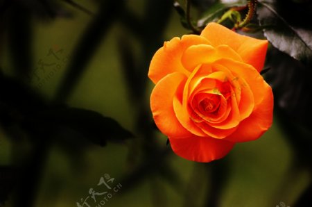 高清橙红色玫瑰花图片