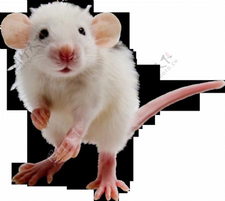 白色可爱老鼠免抠png透明图层素材