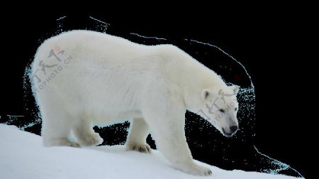 下坡的北极熊免抠png透明图层素材