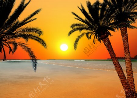 夕阳椰子树海面风景图片