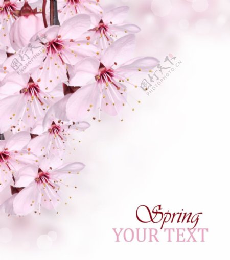 粉色樱花背景素材图片