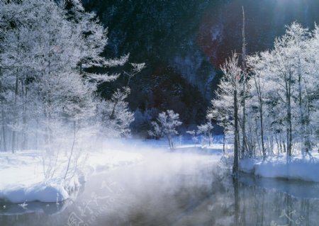 河边树木夜间雪景图片