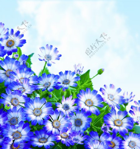 蓝色鲜花背影图片