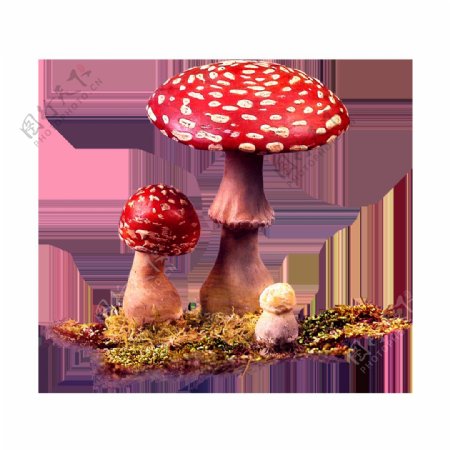 鲜艳蘑菇元素
