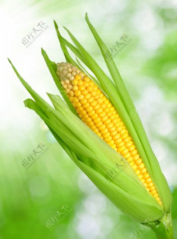 新鲜的玉米摄影图片
