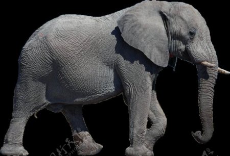 深灰色大象图片免抠png透明图层素材