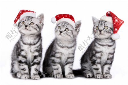 戴着圣诞帽的小猫咪图片