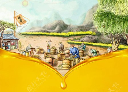 养蜂场地取蜂蜜情景