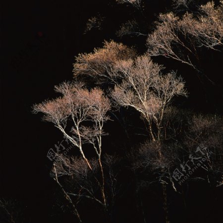 夜晚树木摄影图片