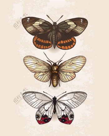 复古蝴蝶标本设计矢量素材