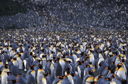 企鹅群图片