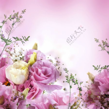 粉色与白色花朵图片