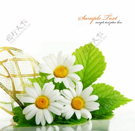 白色菊花图片图片