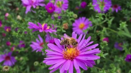 花卉蜜蜂视频素材设计