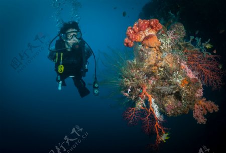 珊瑚与潜水员图片