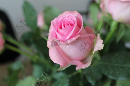 自然花叶白花玫瑰绿色粉红色玫瑰