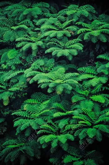 绿色植物素材图片