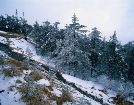 高山雪松景色图片