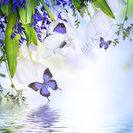 水面上的蓝色蝴蝶背景图片