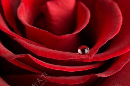 玫瑰花与水珠图片图片