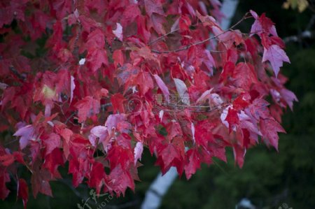 自然树木叶子秋天秋天叶子粉红色特写镜头