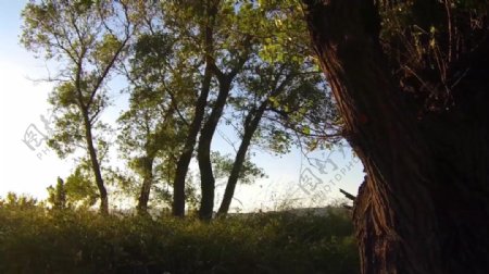 森林阳光高清视频实拍