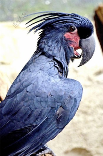 棕榈凤头鹦鹉图片素材