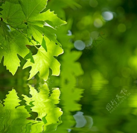 绿叶与水面倒影背景图片