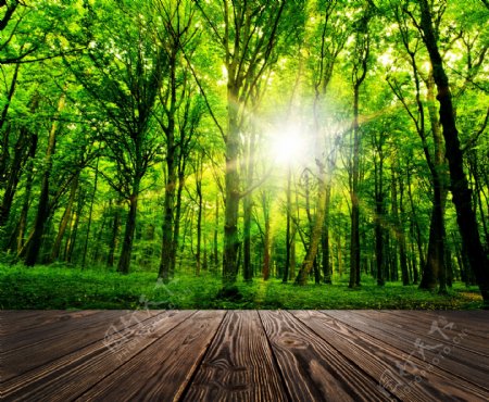 木板背景与树林阳光图片