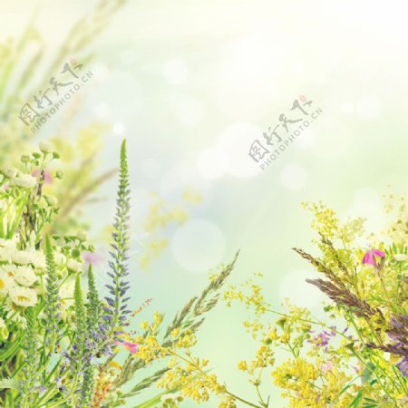 阳光和植物图片