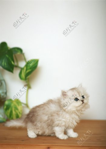 可爱的小白猫图片