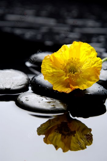 水疗石与花朵