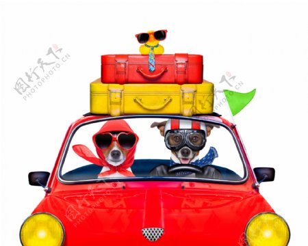 载旅游箱开车的宠物狗图片