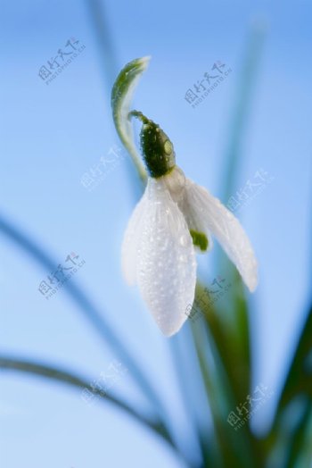 垂下来的白色花朵图片