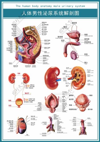医学展板人体男性泌尿系统解剖图高清psd
