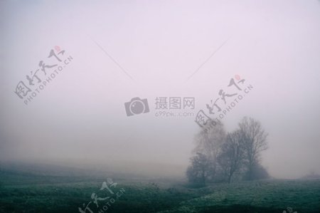 有雾的场景在一个绿色的丘陵景观与光秃秃的树木