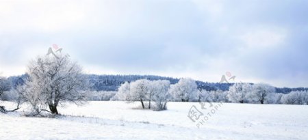 美丽冬季雪景图片