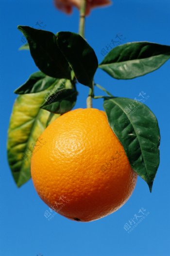 新鲜的橙特写图片