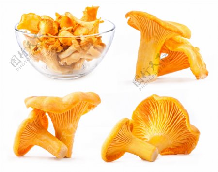 金黄的蘑菇图片