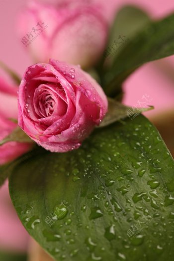 桃红色玫瑰花和水珠图片